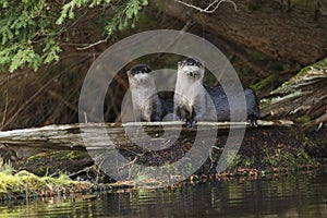 North American River Otters on a Log