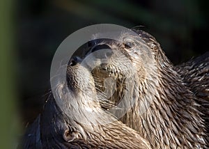 North American River Otters - Lontra canadensis