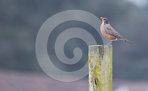 North American Robin (Turdus migratorius)