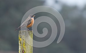 North American Robin (Turdus migratorius)