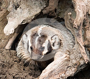 North American Short Legged Badger Emerging from Safety of Burro