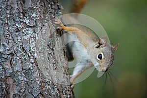 North American Squirrel climbing on tree in backyard