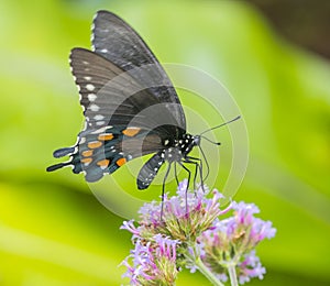 North american swallowtail butterfly, close up macro shot