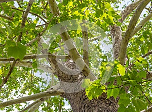 North American Sycamore Tree