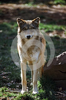 North American Timber Wolf