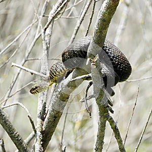 North American Water Snake basking in swamp bushes