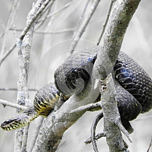 North American Water Snake closeup in bush branch