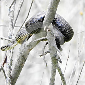 North American Water Snake sunning on bush branches