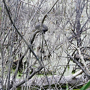 North American Water Snake sunning itself in swamp bushes