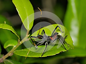 North American Wheel Bug nymph (Arilus cristatus) at night on a Yaupon Holly plant in Houston, TX.