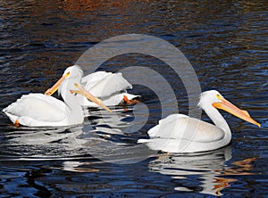 North american white pelicans