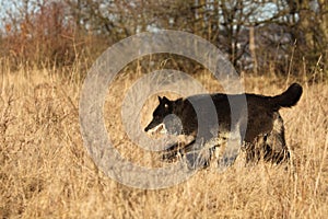 A north american wolf Canis lupus running in the dry grass.