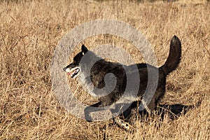 A north american wolf Canis lupus running in the dry grass.