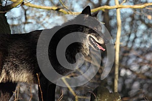 A north american wolf Canis lupus staying in the forest.