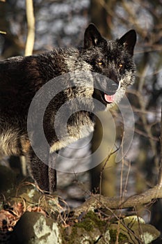 A north american wolf Canis lupus staying in the forest.