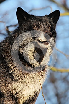 A north american wolf Canis lupus staying in the forest.