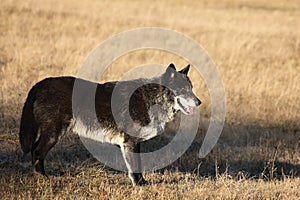 A north american wolf Canis lupus staying in the gold dry grass.