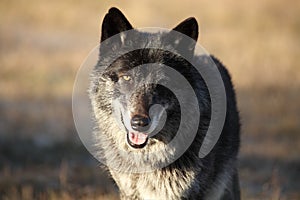 A north american wolf Canis lupus staying in the gold dry grass.