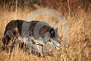 A north american wolf Canis lupus staying in the gold dry grass.