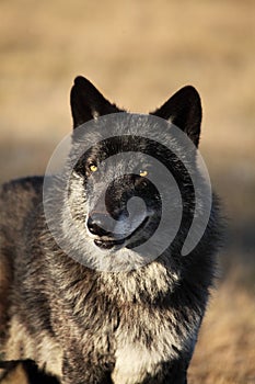 A north american wolf Canis lupus staying in the gold dry grass.