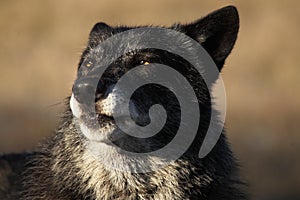 A north american wolf Canis lupus staying in the gold dry grass.