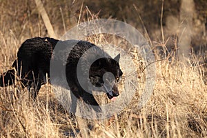 A north american wolf Canis lupus staying in the gold dry grass in front of the forest.