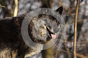 A north american wolf Canis lupus staying in the gold dry grass in front of the forest.