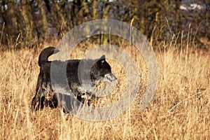 A north american wolf Canis lupus staying in the gold dry grass in front of the forest.