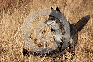 A north american wolf Canis lupus staying in the gold dry grass in front of the forest.