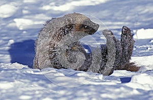 NORTH AMERICAN WOLVERINE gulo gulo luscus, ADULT ROLLING IN SNOW, CANADA