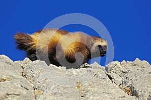 North American Wolverine, gulo gulo luscus, Adult standing on Rocks, Canada