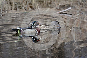 North American Wood Duck Pair Swimming On Pond