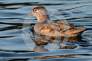 The north american wood duck in water