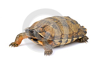 North American Wood Turtle