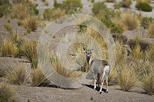 North Andean Deer in Lauca National Park, Chile