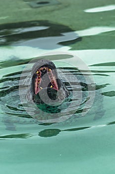 North atlantic harbor seal swimming in a water and showing teeths while yawning