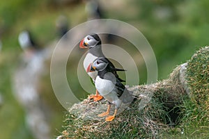 North Atlantic ocean puffins at Faroe island Mykines, late summer