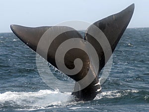 North Atlantic right whale photo