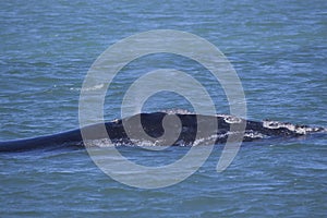 North Atlantic Right Whale - Clipper