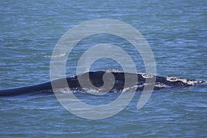 North Atlantic Right Whale - Clipper photo