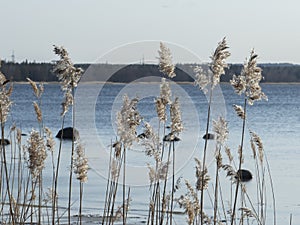 North baltic sea blue cold water forest cane frail