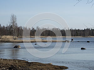 North baltic sea blue cold water forest cane frail