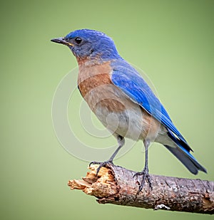 North Carolina blue bird posing in a left facing profile