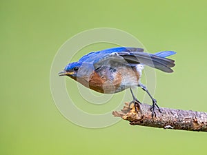 North Carolina Bluebird begins to take flight