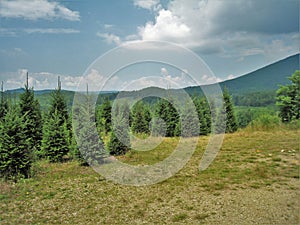 North Carolina Christmas Tree Farm