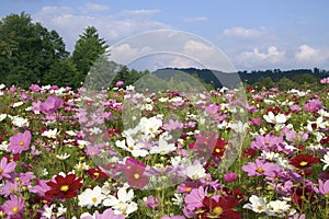 North Carolina Cosmos Flowers in September photo