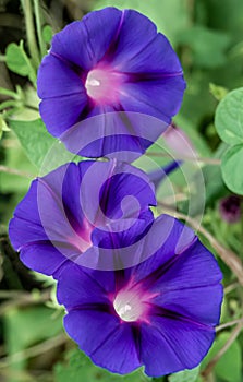 North Carolina native morning glory awaken