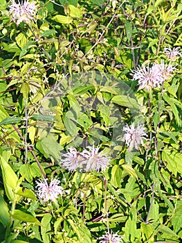 North Carolina Pink Wild Bergamot Plants