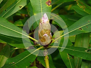 North Carolina Rosebay Rhododendron Bud