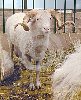 The North Caucasian domestic sheep